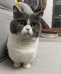 ����è����������ϲ������