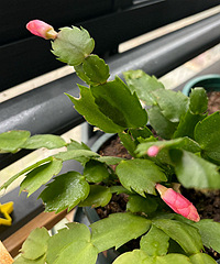 ���������е㴺�����ɫ