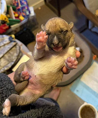 ������Ϊ6��ë�����Ҽ�