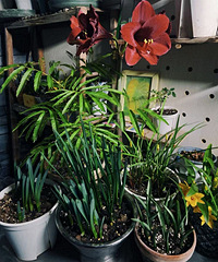 ������ֲ�ﳤ��ϲ���ڴ�����