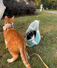 ������ţ����������è