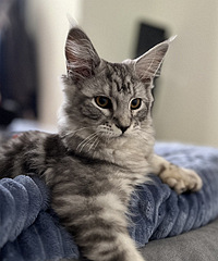 ������������˸����Сè