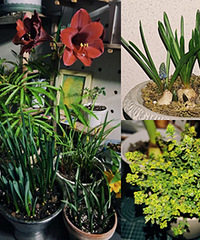 ���ֲ�ﳤ�Ʋ������ڴ�һ�����˵Ĵ���