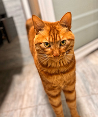 ����ɹɹ���ǵĲ�������