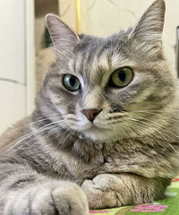 ���˽ڹ�����Сè��������