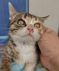 С������ɵ�����è������