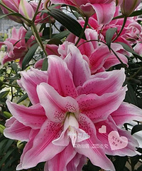 ������ְٺϣ������ֻ���