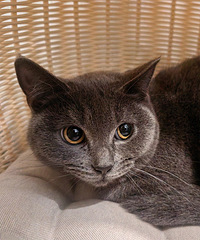 Ƣ���õ���ŮС��è������