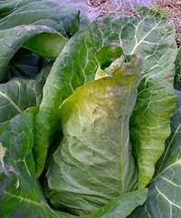 �ֵĲ˳��þ޺óԶ��Բ���