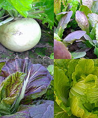 ԰����Ĳ˿������ͳ����Զ��Բ���