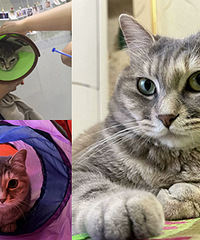 养了四年的猫duang的一下长大了