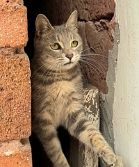 ���ǵ�èҲ���������