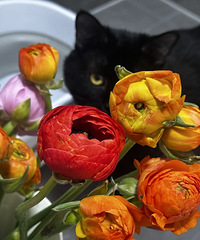 50֦ĵäյƷʾ޺ò39ˣ