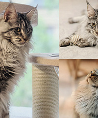 ������������è�ܵܣ���ʵ��ֻճ�˾�