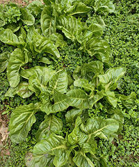 �����ھ���ɽ�����˺ö��