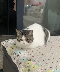 �²�Сè����ʲôѽ��