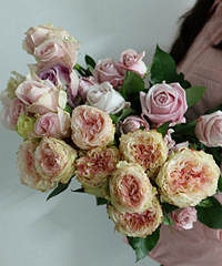 48���ä��õ��Ʒ�ʾ޺�