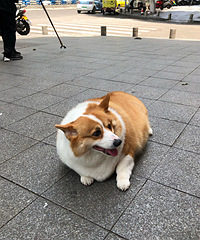 ż��һֻ�»�������·����