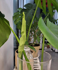 9.9Ԫ�Ĺ걳����Ҷ��