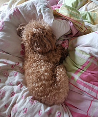 ����������춼Ҫ˯��