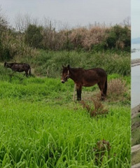 带娃徒步重庆版麦里浩径,全程13公里