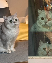 �ҵ�Сè��ô�ˣ�����һ������������