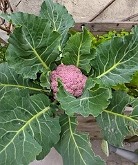 �ֵķ�ɫ���������Ǽ�����