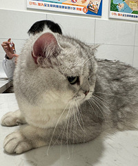 а�������㲻�����ͷ�Ƣ��