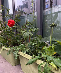 ȥ����ֲ���Ȼ������ǧ��