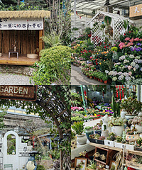 渝南花市还挺好逛,不大但紧凑品类很全