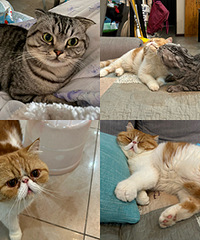 ����2ֻèè�棬�ָ�һ������rua