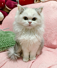 ��Ƣ����è������˾͹���