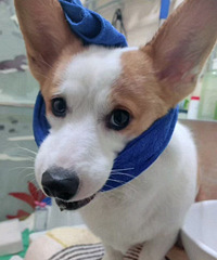 ����Ƥ�����ҵ�����������