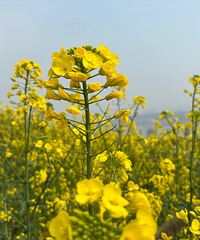 ����ɽ���Ͳ˻�