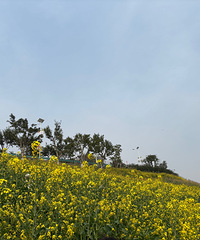 ����ɽ���Ͳ˻�