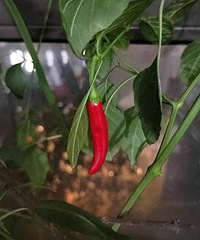 �������������ˣ�����ô��