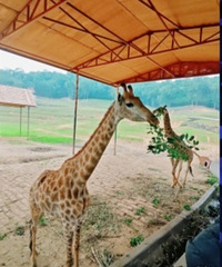 ����Ů��ڳ�ȫ���ԣ���Щ�ط�Ůʿ��Ʊ�Ͱ��