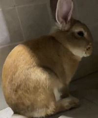 ����һ�����õ�ι��ָ��