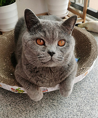 5��è���������ϲ������