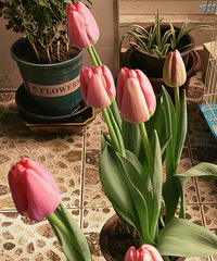 Ů��ڿ��֣�С����ҵ����������