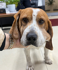 2������˱ȸ�ܵ�������