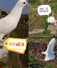 ������è�������ӣ���������ָ��ҷ�