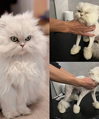 ���ˣ�è���һ��ˣ�ë�����ò�����