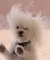 ������ֵ������ʨ��Ů����T��3��49�������޺�����2��69