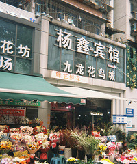 杨家坪的九龙花鸟市场即将整改?全场特价!管管实探一波
