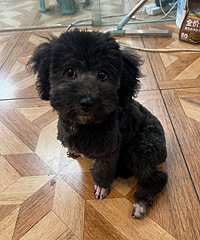 �ĸ���̩����������������