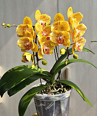 ���˼�ʮ�������������