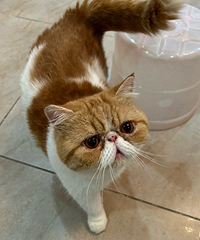 ��ô�ɰ���è����2ֻ