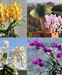 ���˼�ʮ�����������������������Ů