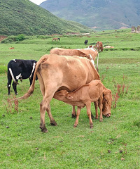 2024λعɽˮ֦......